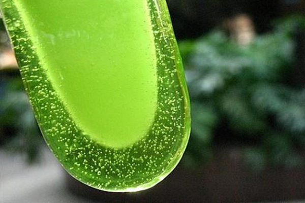 绿舌头雪糕批发加盟费怎么样（绿舌头加盟优势详解）(1)