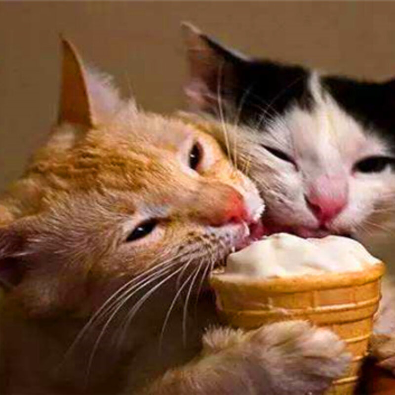 猫一般可以吃雪糕吗（解析宠物猫可以吃雪糕吗）(1)